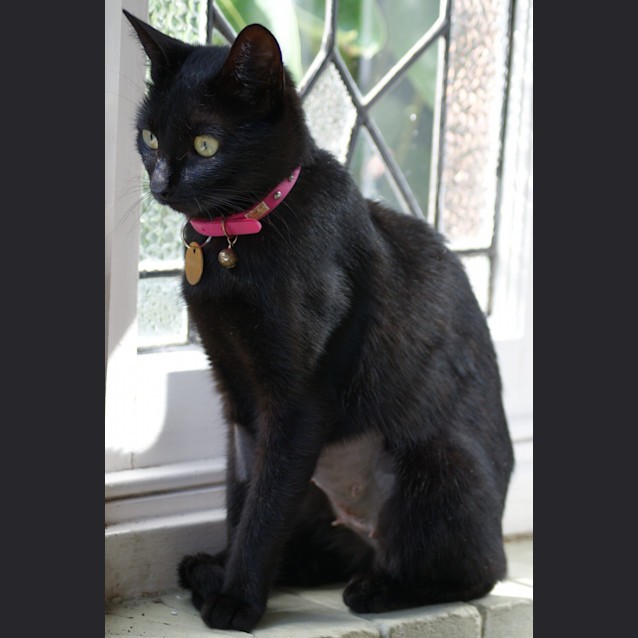 Photo of Tulip