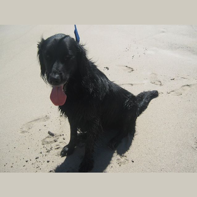 Photo of Toby