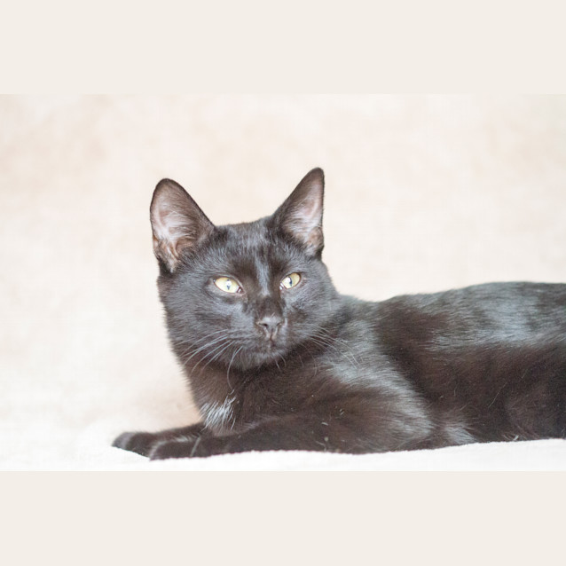 Photo of Paw Paw Rotzi ** Adoption Pending**