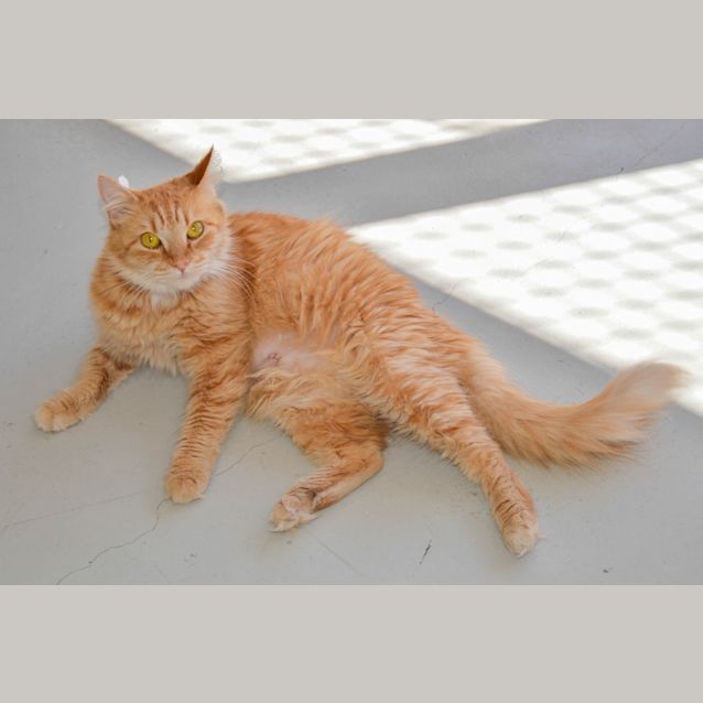 Photo of Pirate