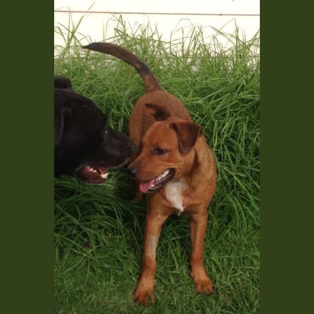 Photo of Archie