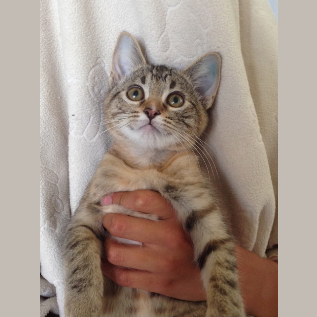 Photo of Mocha