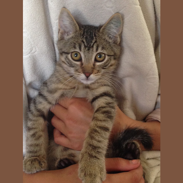Photo of Simba