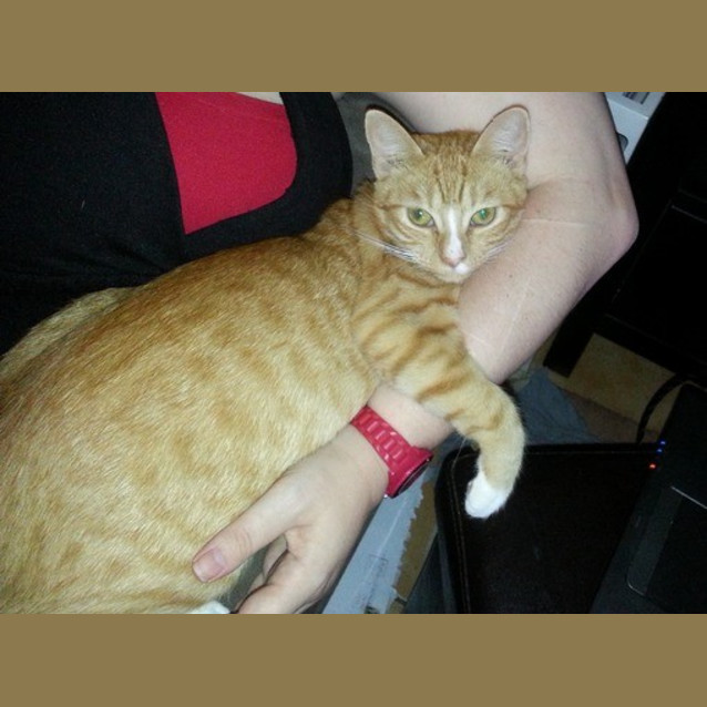 Photo of Ginger