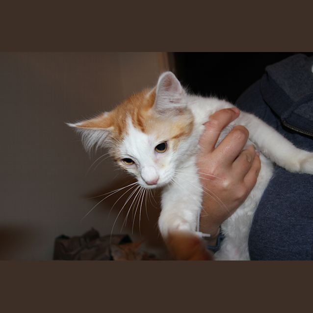 Photo of Tibs