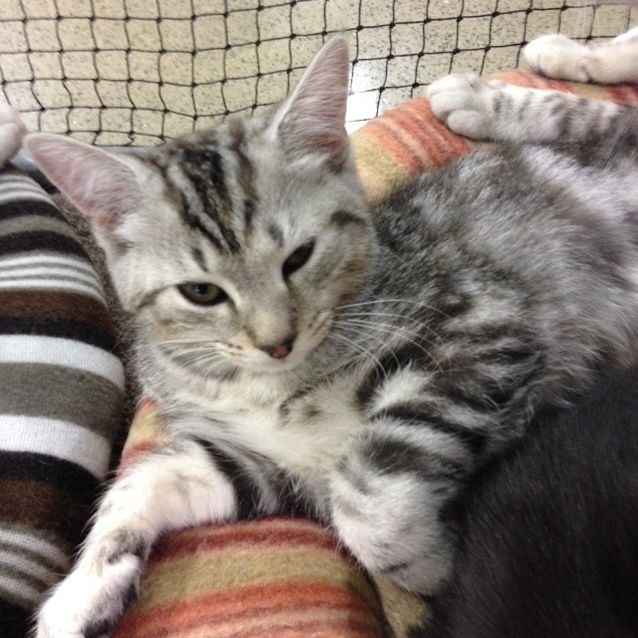 Photo of Nymeria