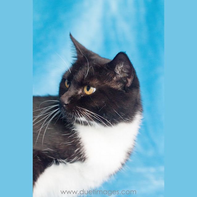 Photo of Ada ( Mumma Cat)