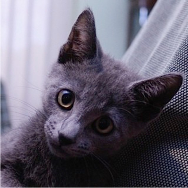 Photo of Hugo