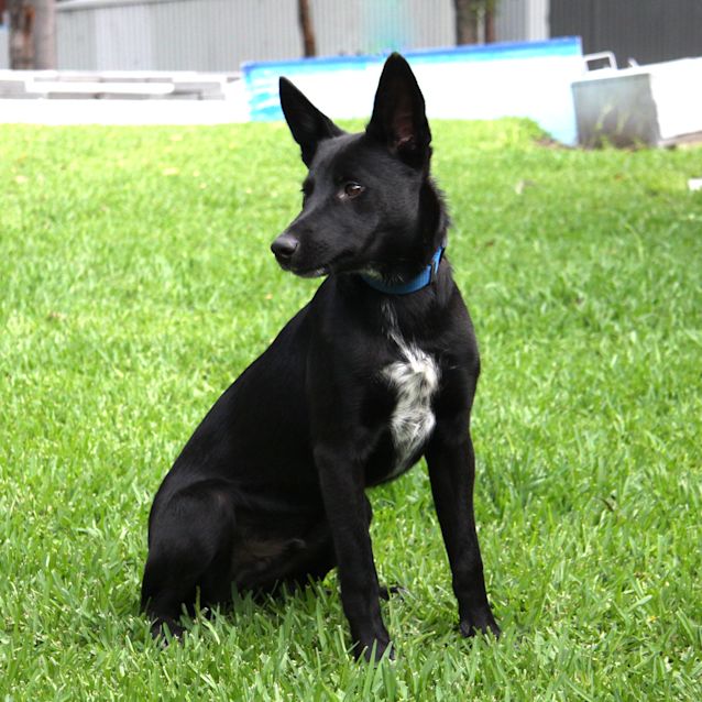Photo of Oscar (On Trial ~25/9/14)