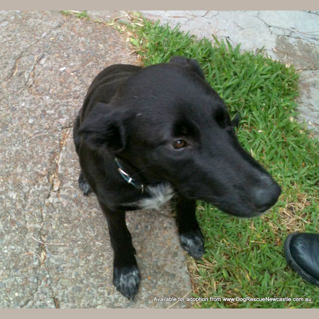 Photo of Oscar (On Trial ~25/9/14)