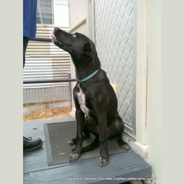 Photo of Oscar (On Trial ~25/9/14)