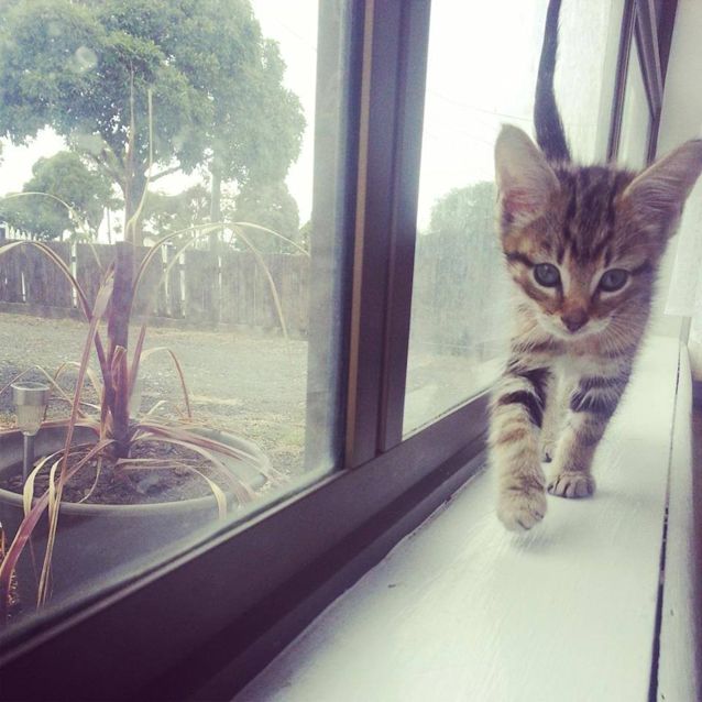 Photo of Mr Truffles