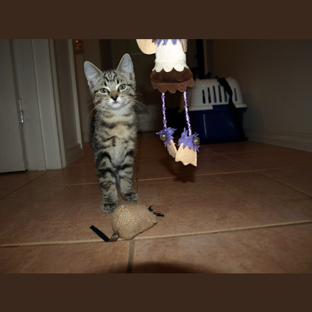 Photo of Antonio