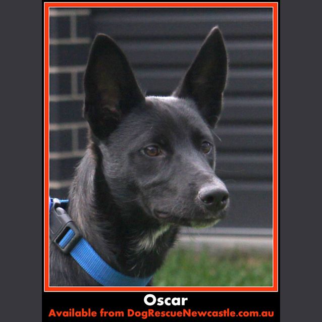 Photo of Oscar (On Trial ~25/9/14)