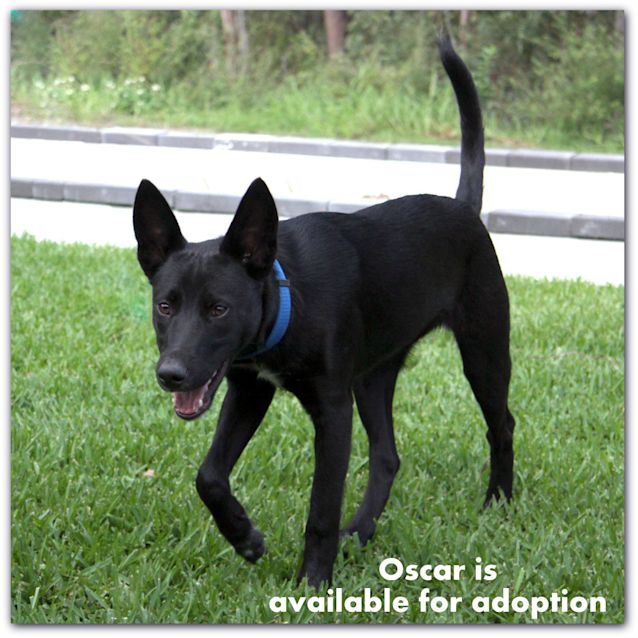 Photo of Oscar (On Trial ~25/9/14)