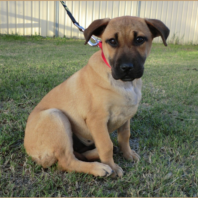 Photo of Juno *On Trial In Her New Home*