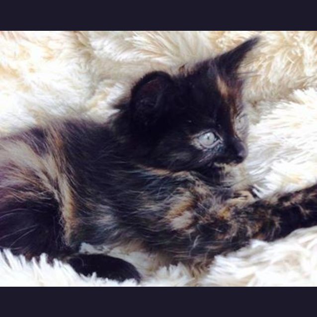 Photo of Tori