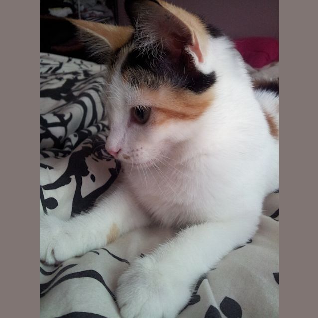 Photo of Princess Peach
