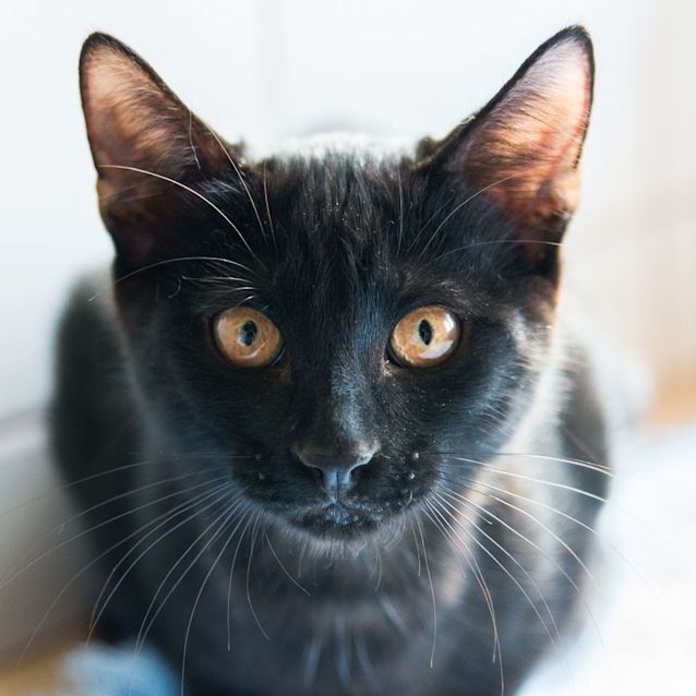Photo of Panther