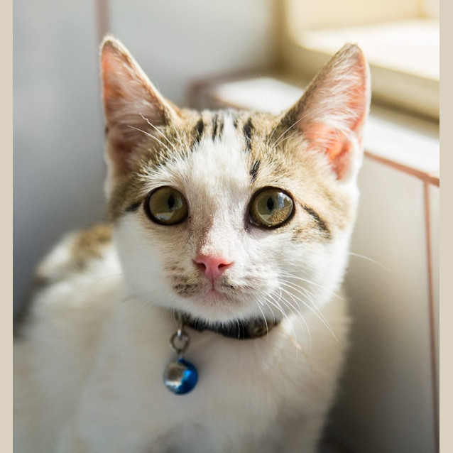 Photo of Pearl