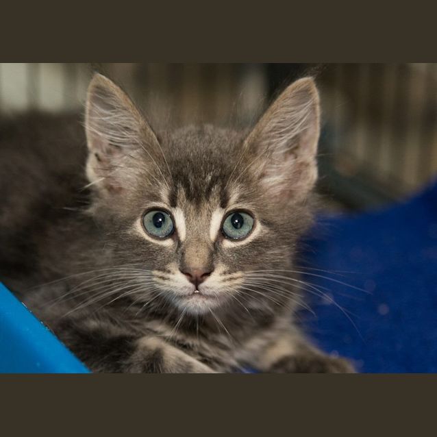 Photo of Blueberry
