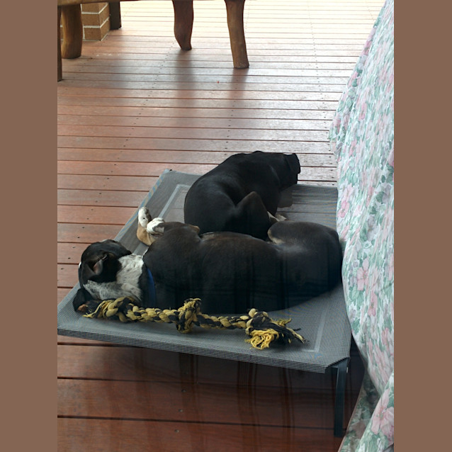 Photo of Casabella ... Good With Confident Cats