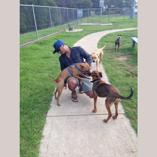 Photo of Batman! 6 Month Old Staffyx Rotty