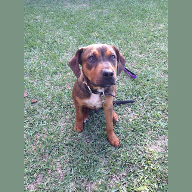 Photo of Batman! 6 Month Old Staffyx Rotty