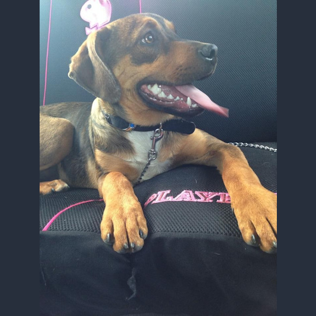 Photo of Batman! 6 Month Old Staffyx Rotty