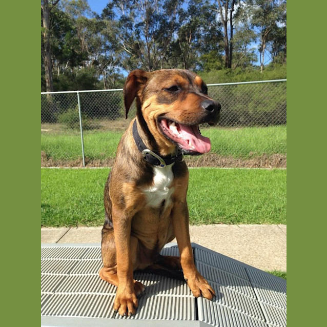 Photo of Batman! 6 Month Old Staffyx Rotty