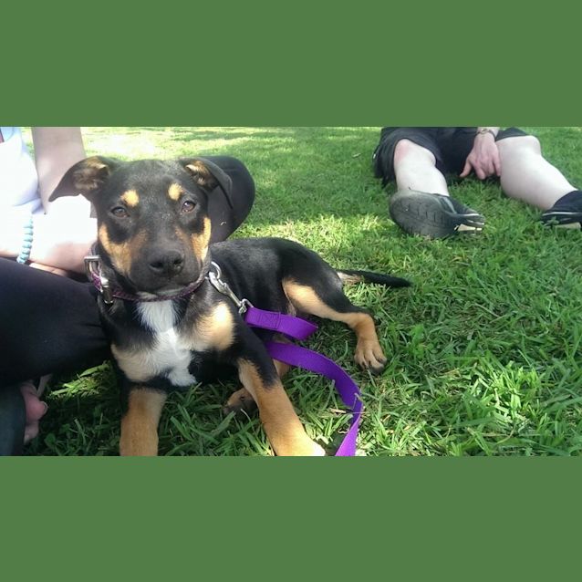 Photo of Dixie! 9 Week Old Pup; Expressions Of Interest