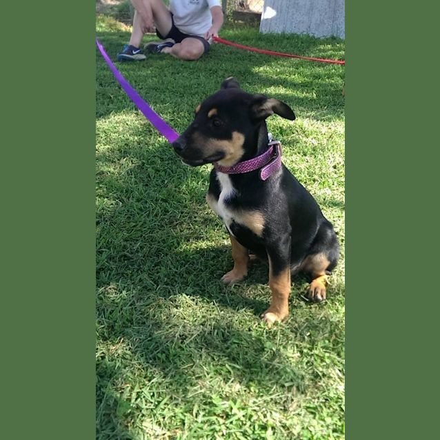 Photo of Dixie! 9 Week Old Pup; Expressions Of Interest