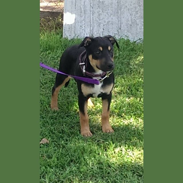 Photo of Dixie! 9 Week Old Pup; Expressions Of Interest