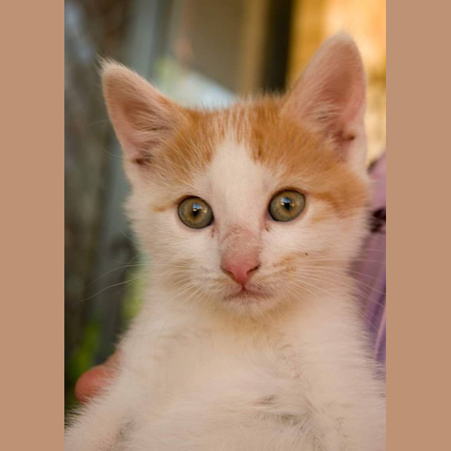 Photo of Deuce