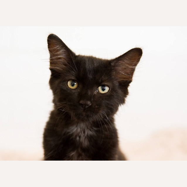 Photo of Oscar