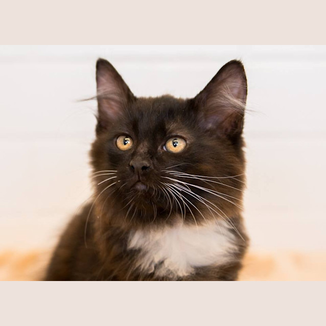 Photo of Socks