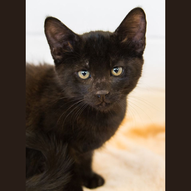 Photo of Midnight