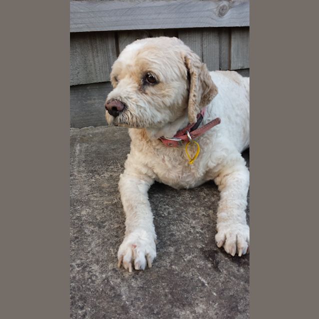 Photo of Goldie   Spoodle