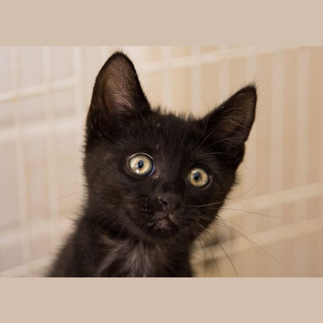 Photo of Bagheera