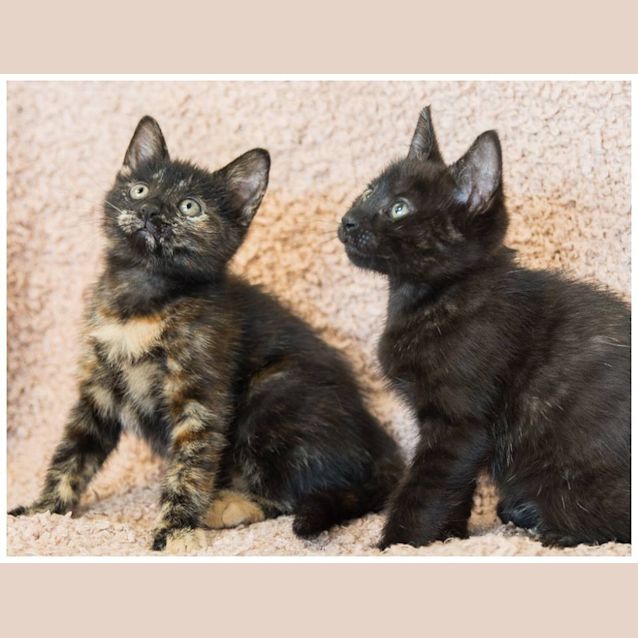 Photo of Motley & Chocolate