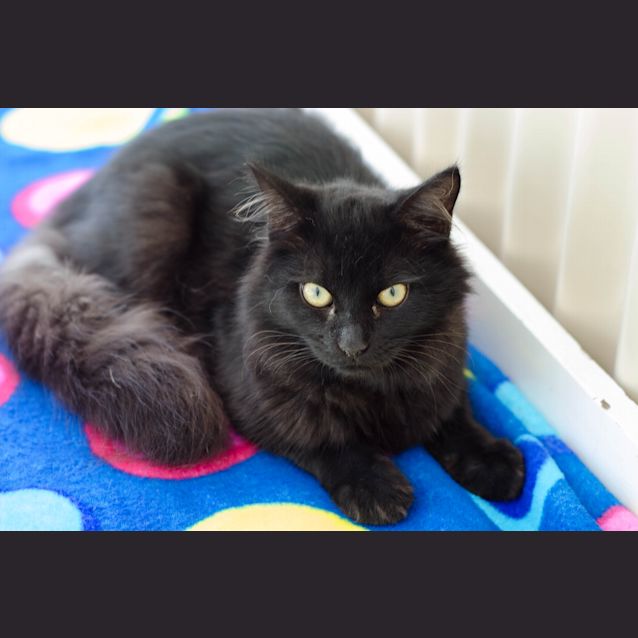 Photo of Lucky
