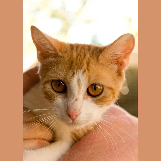 Photo of Whiskers