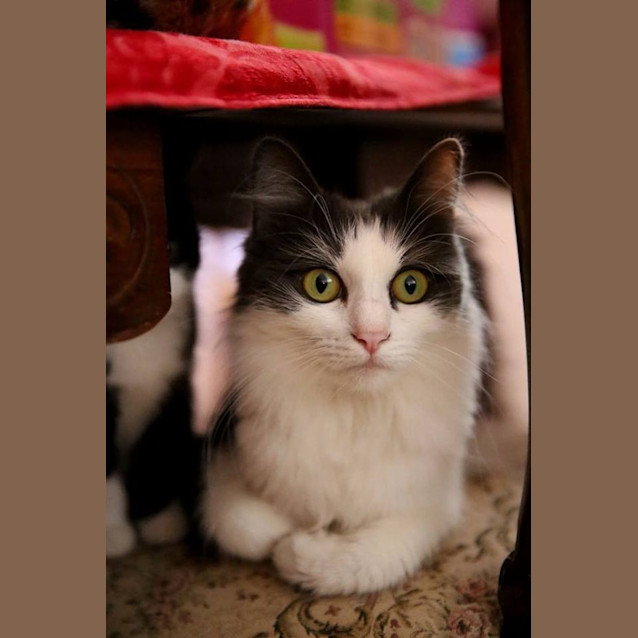 Photo of Pumpkin