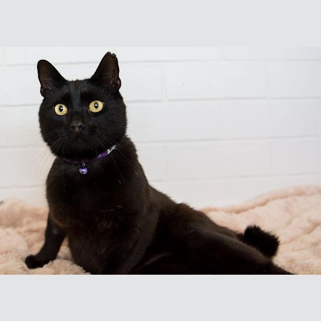 Photo of Ebony