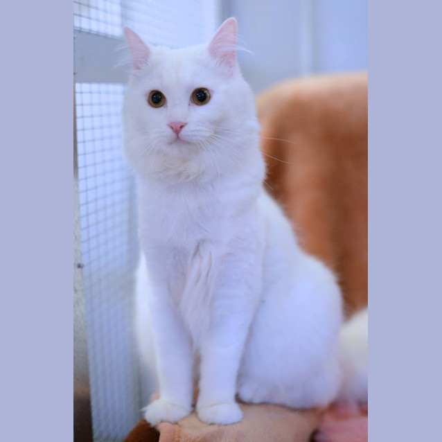 Photo of Snowy