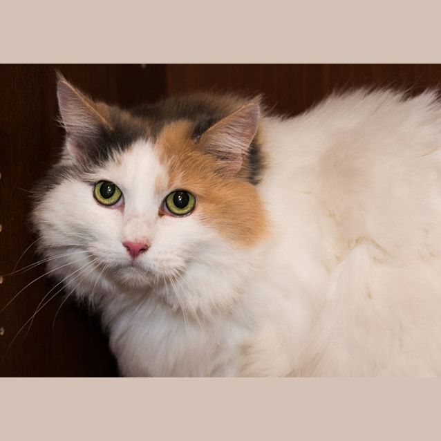 Photo of Bella (& Peppe) "Golden Oldie Double Special!"