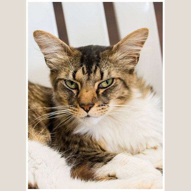 Photo of Puss Puss