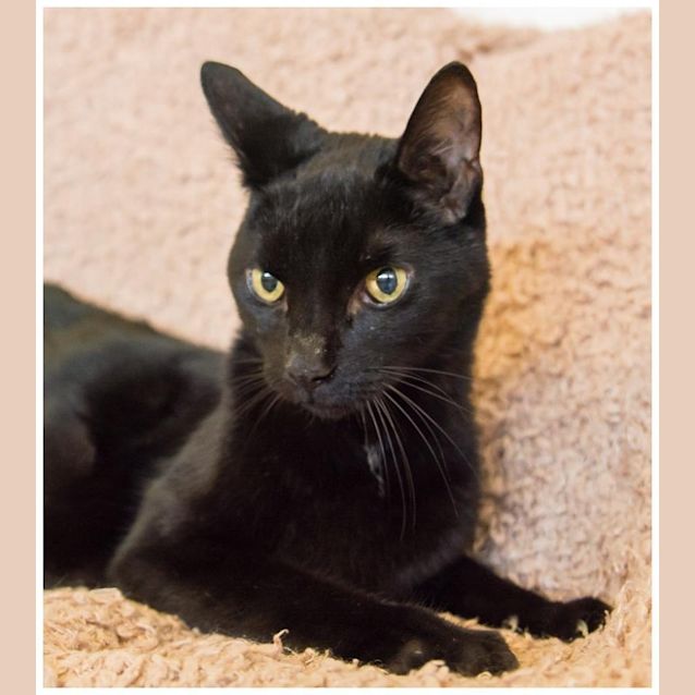 Photo of Sammy "Golden Oldie Special"