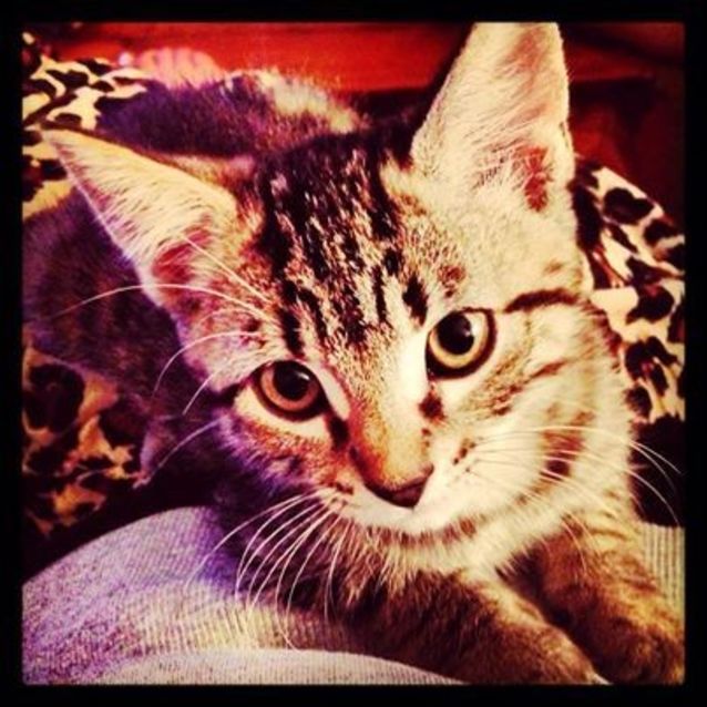 Photo of Twiglet