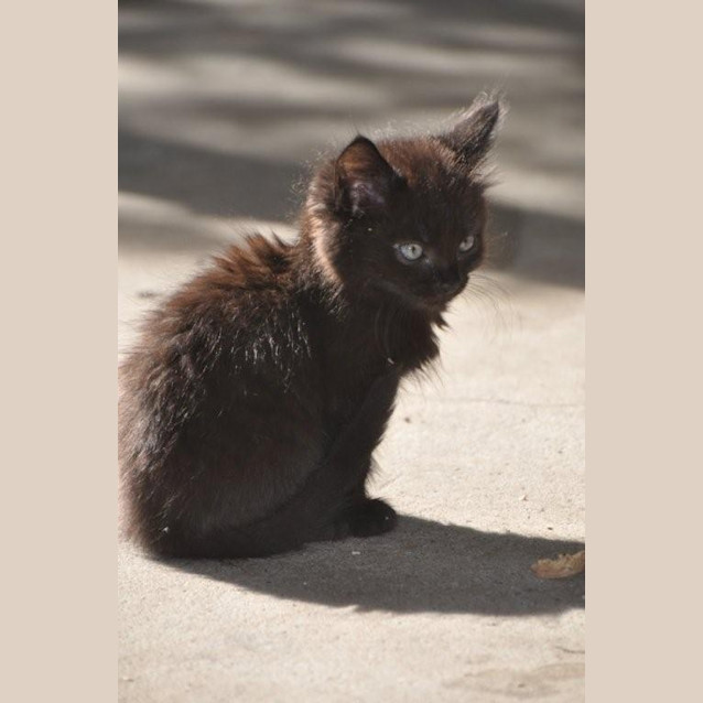 Photo of "Peabody" Purrfect Match